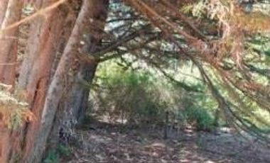 Parcela en Venta en Venta Parcela Cañete 20000 mt Sin Comisión