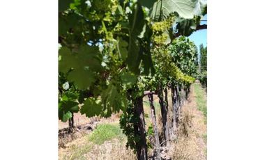 VENTA DE FINCA 4,8 HAS EN LAS VIOLETAS, LAVALLE- MENDOZA.