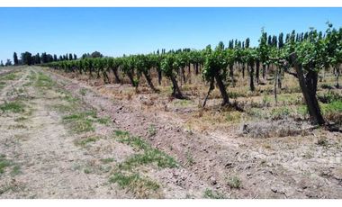 VENTA DE FINCA 4,8 HAS EN LAS VIOLETAS, LAVALLE- MENDOZA.