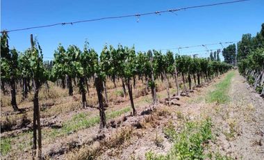 VENTA DE FINCA 4,8 HAS EN LAS VIOLETAS, LAVALLE- MENDOZA.