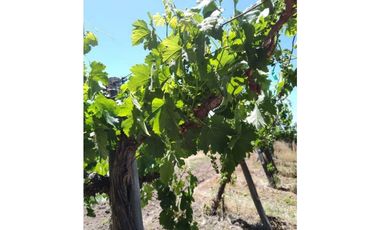 VENTA DE FINCA 4,8 HAS EN LAS VIOLETAS, LAVALLE- MENDOZA.