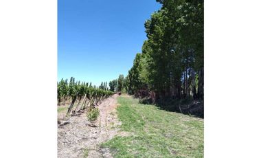 VENTA DE FINCA 4,8 HAS EN LAS VIOLETAS, LAVALLE- MENDOZA.