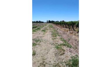 VENTA DE FINCA 4,8 HAS EN LAS VIOLETAS, LAVALLE- MENDOZA.