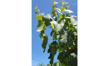 VENTA DE FINCA 4,8 HAS EN LAS VIOLETAS, LAVALLE- MENDOZA.