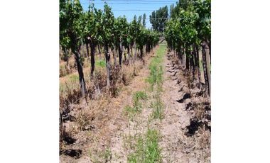 VENTA DE FINCA 4,8 HAS EN LAS VIOLETAS, LAVALLE- MENDOZA.