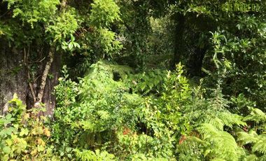 Parcela en Venta en Río Pescado, km 18 camino a Ensenada