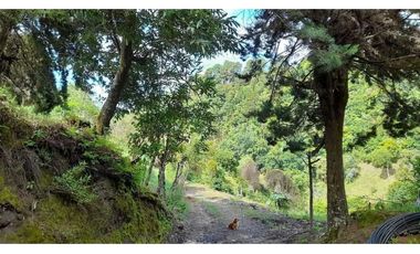 VENDO FINCA DE 6HECTAREAS EN CERRO PUNTA