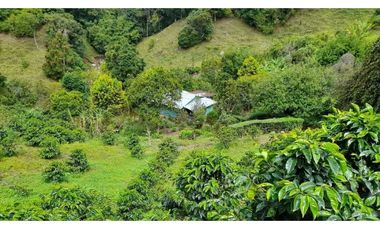 VENDO FINCA DE 6HECTAREAS EN CERRO PUNTA