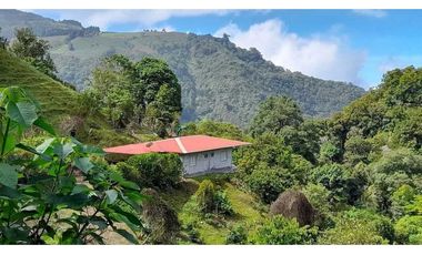 VENDO FINCA DE 6HECTAREAS EN CERRO PUNTA