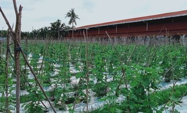 DI JUAL TANAH SELUAS 3147 M2 DI JL AIR DINGIN UJUNG PEKANBARU DEKAT UNIVERSITAS ISLAM RIAU