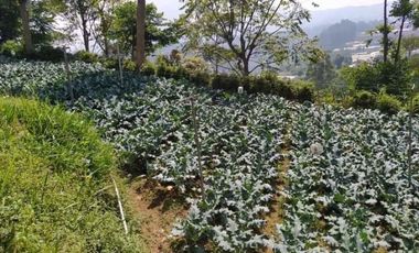 Tanah Perkebunan Bonus Bangunan Tua Cihanjuang Atas Parongpong Bandung Barat