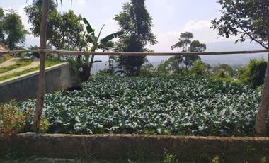 Tanah Perkebunan Bonus Bangunan Tua Cihanjuang Atas Parongpong Bandung Barat
