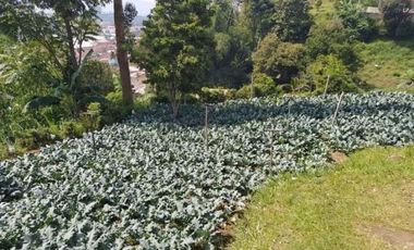 Tanah Perkebunan Bonus Bangunan Tua Cihanjuang Atas Parongpong Bandung Barat