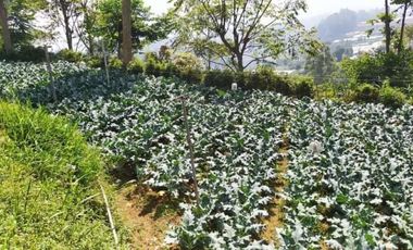 Tanah Perkebunan Bonus Bangunan Tua Cihanjuang Atas Parongpong Bandung Barat