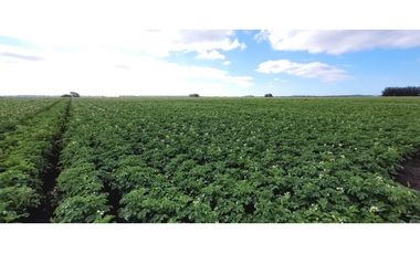 Se vende espectacular campo de 32 hectáreas en Otamendi.
