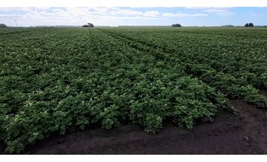 Se vende espectacular campo de 32 hectáreas en Otamendi.