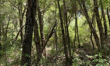 Parcela de Agrado (con Rol) entre San Clemente y Lago Colbún