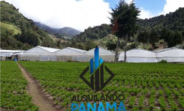 Se Vende Finca Agrícola 32.315 Mts Chiriquí Montañas $1.000.000.00