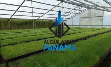 Se Vende Finca Agrícola 32.315 Mts Chiriquí Montañas $1.000.000.00