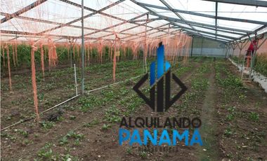 Se Vende Finca Agrícola 32.315 Mts Chiriquí Montañas $1.000.000.00