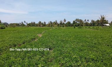 Dijual Cepat Tanah Tambak 10 hektar Lombok Timur