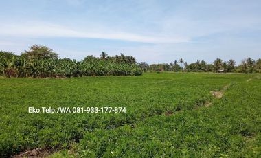 Dijual Cepat Tanah Tambak 10 hektar Lombok Timur