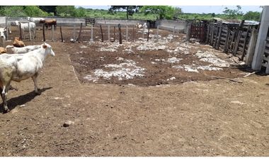 Venta Rancho ganadero Espita Yucatán