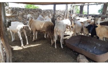 Venta Rancho ganadero Espita Yucatán