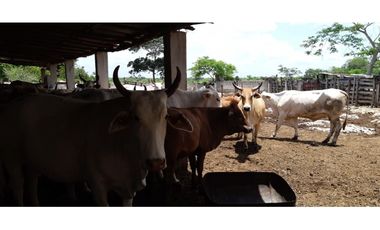 Venta Rancho ganadero Espita Yucatán