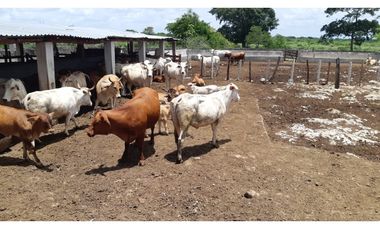 Venta Rancho ganadero Espita Yucatán