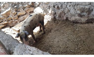 Venta Rancho ganadero Espita Yucatán