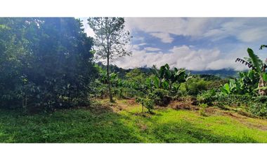 Finca productiva 51 cuadras café, plátano, limón y aguacate Buenavista