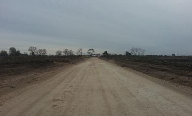 CAMPOS DE VICTORIA CANNING! ULTIMOS LOTES.