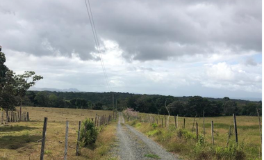 Se Vende Finca de 84 Hectáreas en Capira Iturralde