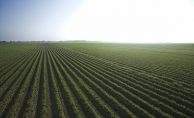 Se Vende Finca de 84 Hectáreas en Capira Iturralde