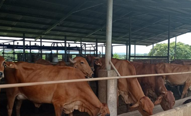 Se Vende Finca de 84 Hectáreas en Capira Iturralde