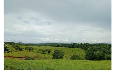 Se Vende Finca de 84 Hectáreas en Capira Iturralde