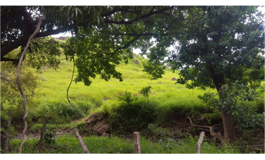 VENDO/ALQUILO TERRENO 46 HECTAREAS EN SANTA RITA DE ANTON