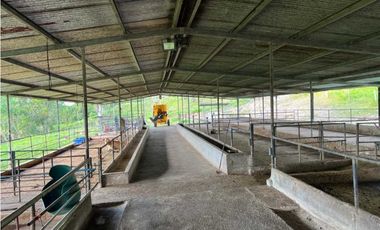 VENDO FINCA LECHERA DE 34 HECTAREAS + GALERAS+ FINCA DE SILO