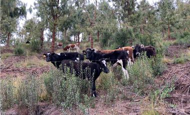 Hacienda de venta sector Latacunga 246 hectáreas productivas.