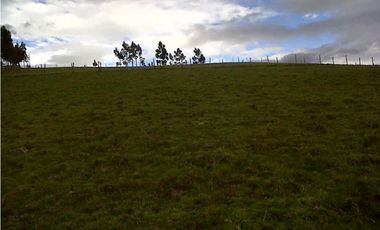 FINCA DE 40 HAS PARA GANADERA O AGRICULTURA DE ROSAS EN CAYAMBE