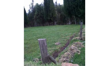 FINCA DE 40 HAS PARA GANADERA O AGRICULTURA DE ROSAS EN CAYAMBE