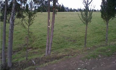 FINCA DE 40 HAS PARA GANADERA O AGRICULTURA DE ROSAS EN CAYAMBE
