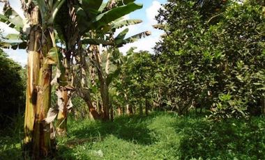 VENTA de FINCAS en QUIMBAYA