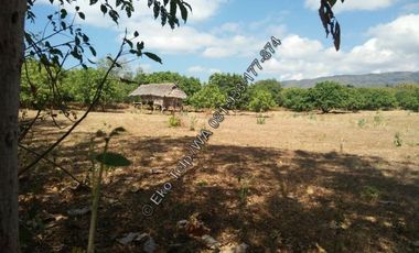 Tanah Tepi Pantai Pasir Putih di Pulau Moyo