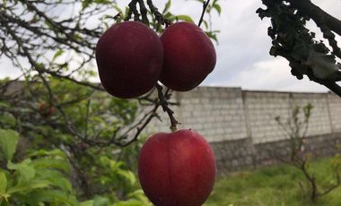 Venta Terreno, Sector Tumbaco Altura  La Morita por Lado de Ruta Viva