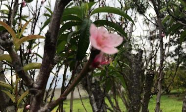 Venta Terreno, Sector Tumbaco Altura  La Morita por Lado de Ruta Viva