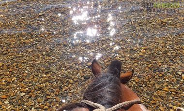 Agrícola en Venta en Campo de 206 hás en Llanada Grande, Sector Lago Las Rocas