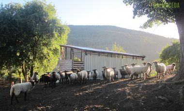 Agrícola en Venta en Campo de 206 hás en Llanada Grande, Sector Lago Las Rocas