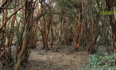 Agrícola en Venta en Campo de 206 hás en Llanada Grande, Sector Lago Las Rocas